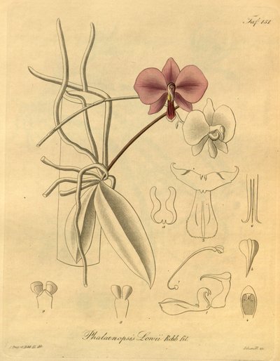This File Comes from the Biodiversity Heritage Library by Heinrich Gustav Reichenbach