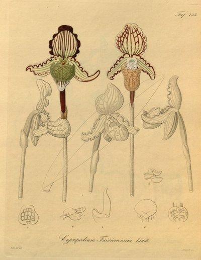 This file comes from the Biodiversity Heritage Library by Heinrich Gustav Reichenbach