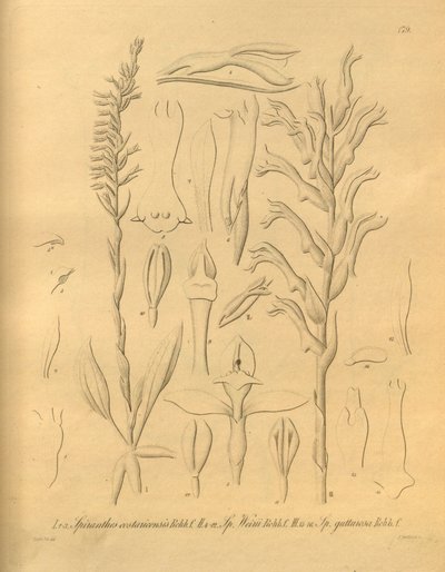 Biodiversity Heritage Library File by Heinrich Gustav Reichenbach