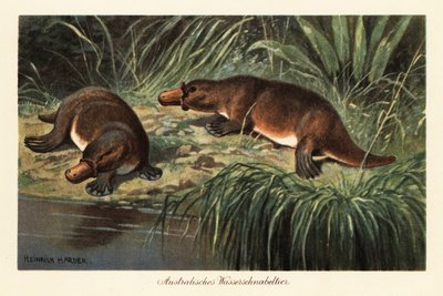 Duck-billed platypus, Ornithorhynchus anatinus, on a river bank by Heinrich Harder