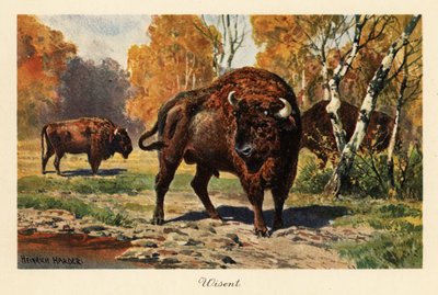 European Bison or Zubr in a Forest Clearing by Heinrich Harder