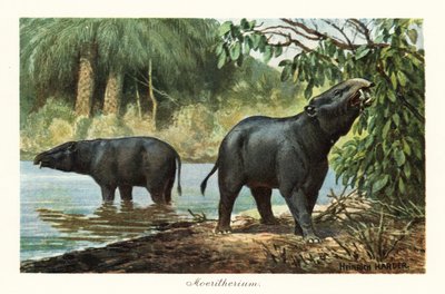 Moeritherium, extinct genus of proboscidean of the Eocene by Heinrich Harder