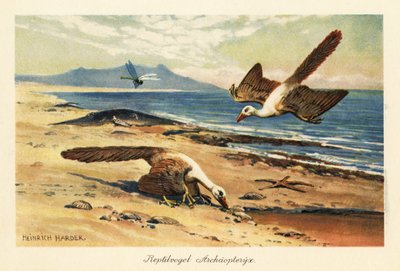 Two Archeopteryx foraging on the shore by Heinrich Harder