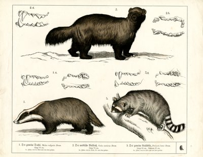 Badger, Wolverine and Raccoon with Dental Representations by Heinrich Leutemann
