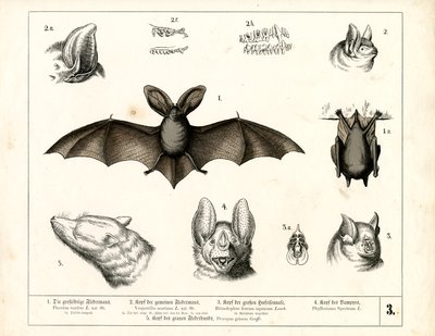 Bat Species with Anatomical Details by Heinrich Leutemann