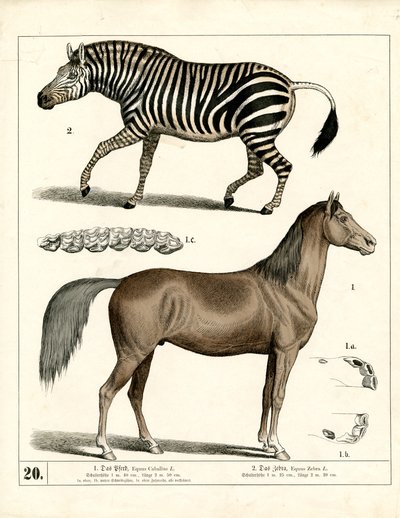 Horse and Zebra with Anatomical Details by Heinrich Leutemann