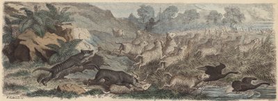 Tasmanian tigers attacking sheep in Tasmania by Heinrich Leutemann