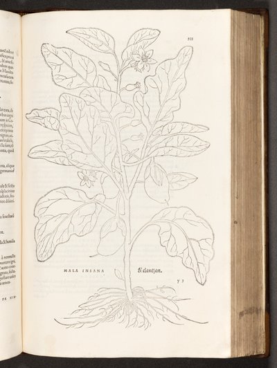 Aubergine, illustration from De historia stirpium commentarii insignes by Leonhart Fuchs, 1542 by Heinrich and Meyer, Albert Fullmaurer