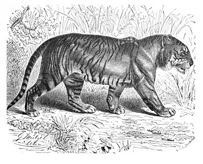 Bengal Tiger, c. 1900 by Helena J. Maguire