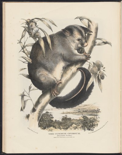 Mammals of Australia: The Common Opossum by Helena Scott