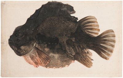 Study of a Male Lumpsucker by Hendrick Goltzius