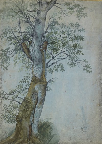 Study of a Tree by Hendrik Goltzius