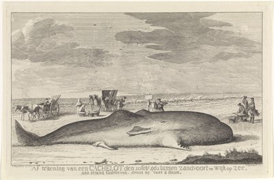 Stranded Sperm Whale (Drawing of a Sperm Whale on February 20, 1762, Between Zandvoort and Wijk aan Zee, Driven Ashore, 61 Feet 6 Inches Long) by Hendrik Spilman