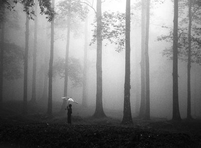 Misty Woods Umbrella by Hengki Lee