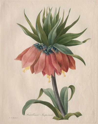Crown Imperial Fritillary by Pierre Joseph Redouté