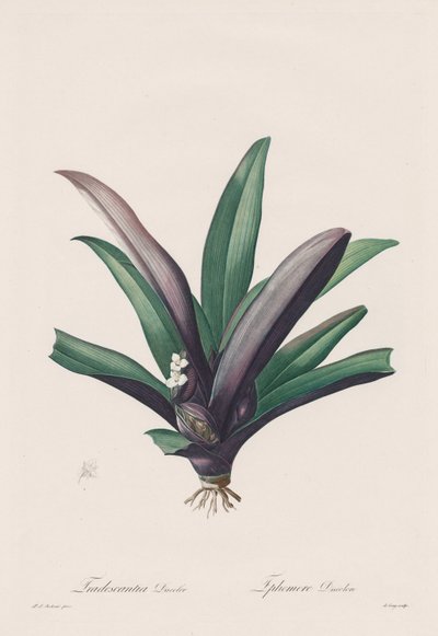Les Liliacées: Tradescantia discolour by Pierre Joseph Redouté