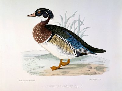 Representation of a Teal Duck of Caroline by Henri de la Blanchere