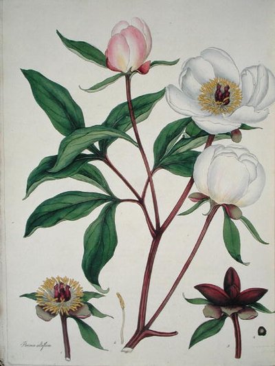 Paeonia Albiflora, from 