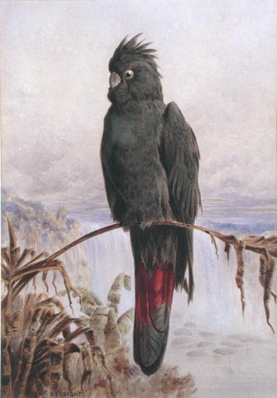 Australian Red-Tailed Black Cockatoo by Henry Bright