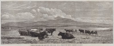 Cattle on the Sands, near Port Madoc, North Wales by Henry Brittan Willis