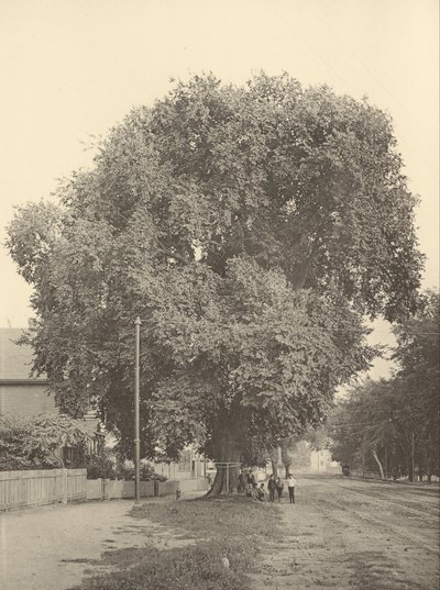 The Whittemore Elm, Arlington by Henry Brooks