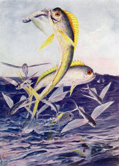 Flying-Fishes Attacked by Henry Charles Seppings Wright