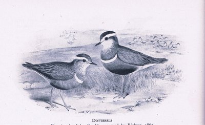 Dotterells, Nature in Britain by Henry Constantine Richter