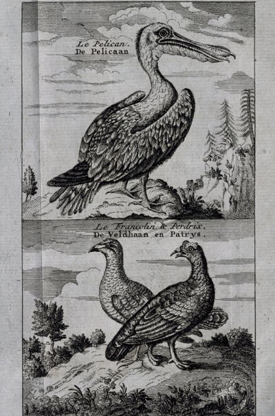 Pelican, Hazel Grouse and Partridge by Henry Ellis