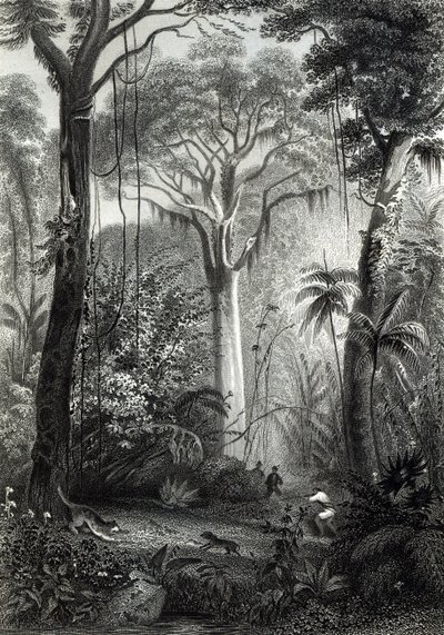 Scene in a Brazilian Forest, engraved by J. Bishop by Henry George Hine
