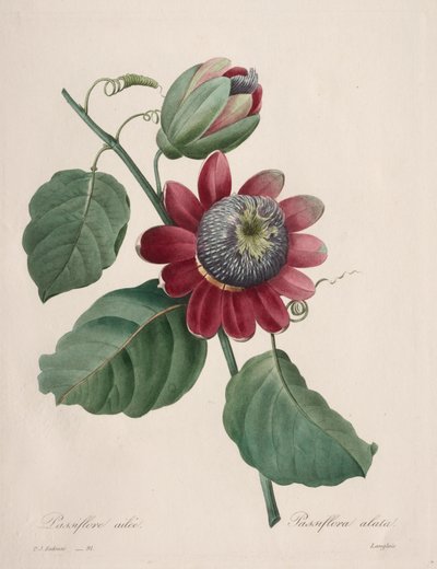 Choice of the Most Beautiful Flowers...Most Beautiful Fruits: Winged Passionflower by Henry Joseph Redouté