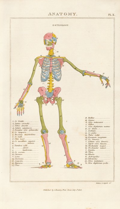 Color-coded Human Skeleton – Anterior View by Henry Mutlow