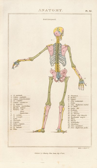 Color-coded Human Skeleton – Posterior View by Henry Mutlow