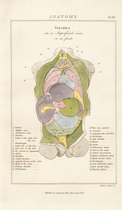 Internal Organs of the Human Body – Anterior View by Henry Mutlow