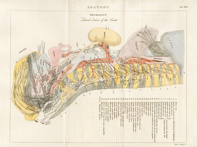 Lateral Section of the Trunk - Neurology by Henry Mutlow