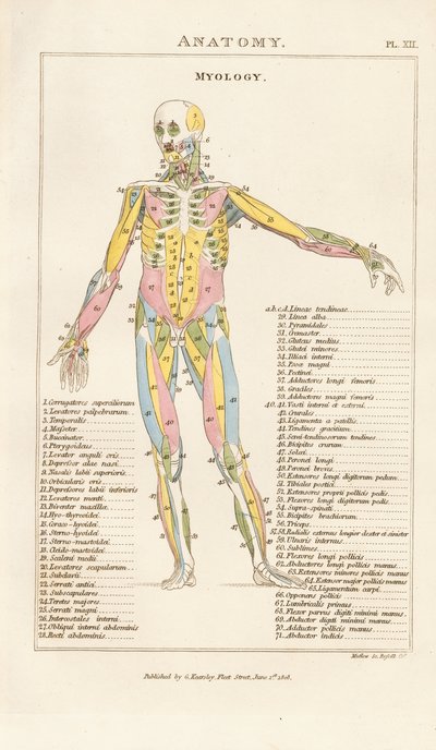 Musculature of the Human Body – Anterior View by Henry Mutlow