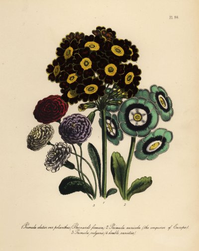 Burnard