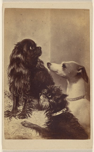 Floss, Daisy & Fairy; Dogs of Baroness McClifford by Henry Pointer
