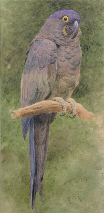 Hyacinth Macaw by Henry Stacey Marks