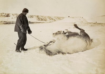 A Man and His Horse in the Snow by Herbert Ponting