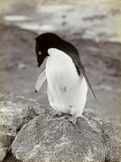 A Penguin in the Antarctic by Herbert Ponting