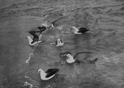 Albatrosses Foraging in the Wake of the Terra Nova, c. 1910-1913, 1913 by Herbert Ponting