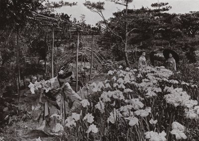 At Iris Garden at Hori-kiri by Herbert Ponting