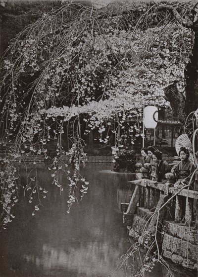Cherry-Blossom Time in Japan by Herbert Ponting
