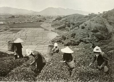 Tea on the Hills and Rice on the Plains by Herbert Ponting