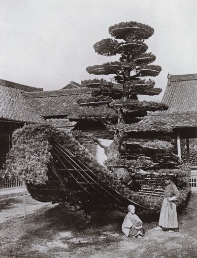 The Pine-Tree Junk at Kinkakuji by Herbert Ponting