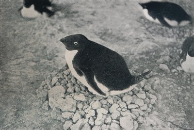 This Penguin Has an Industrious Mate by Herbert Ponting