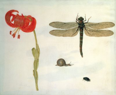 Study of a Red Tiger Lily, a Snail, a Beetle and a Dragonfly by Herman Henstenburgh