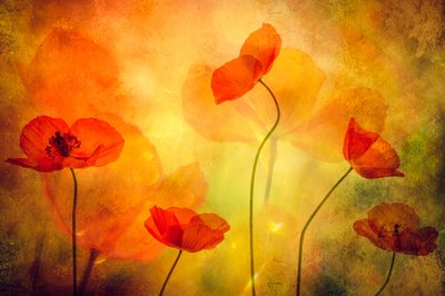 Glowing Poppies Dream by Hilda van der Lee