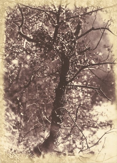 Ivy Covered Tree at Colinton by Hill and Adamson