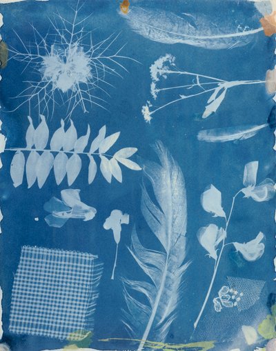 Plant Specimens by Bayard, c.1842 by Hippolyte Bayard